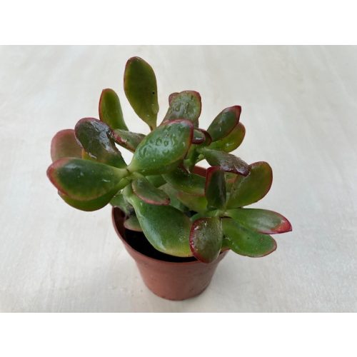 Crassula ovata 'Sunset' 