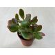 Crassula ovata 'Sunset' 