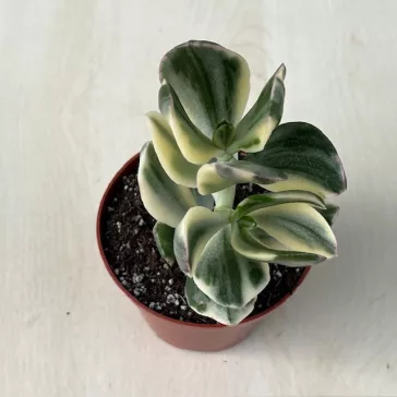 Crassula ovata 'Tricolor'