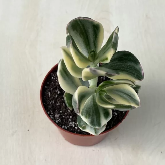 Crassula ovata 'Tricolor' Crassula ovata 'Tricolor'