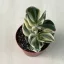 Crassula ovata 'Tricolor'