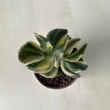 Crassula ovata 'Tricolor'
