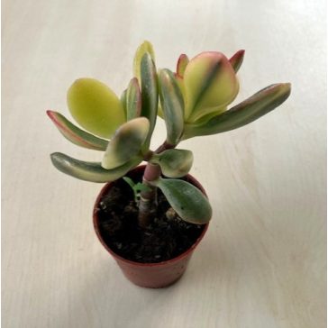 Crassula ovata variegata - Pozsgafa