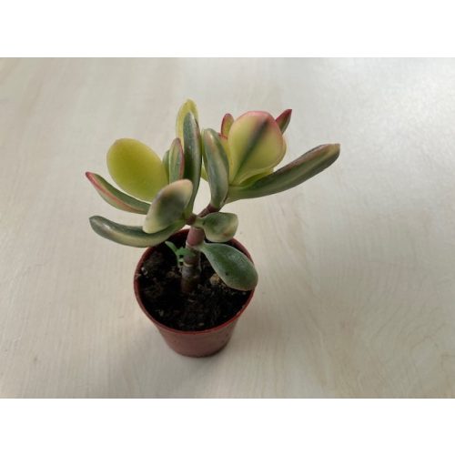 Crassula ovata variegata - Pozsgafa