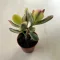 Crassula ovata variegata - Pozsgafa
