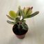 Crassula ovata variegata - Pozsgafa