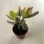 Crassula ovata variegata - Pozsgafa