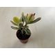 Crassula ovata variegata - Pozsgafa