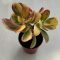 Crassula ovata variegata
