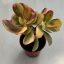 Crassula ovata variegata