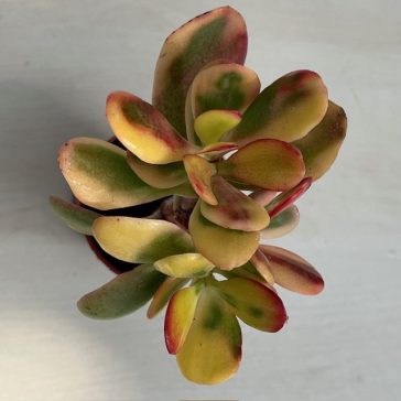 Crassula ovata variegata