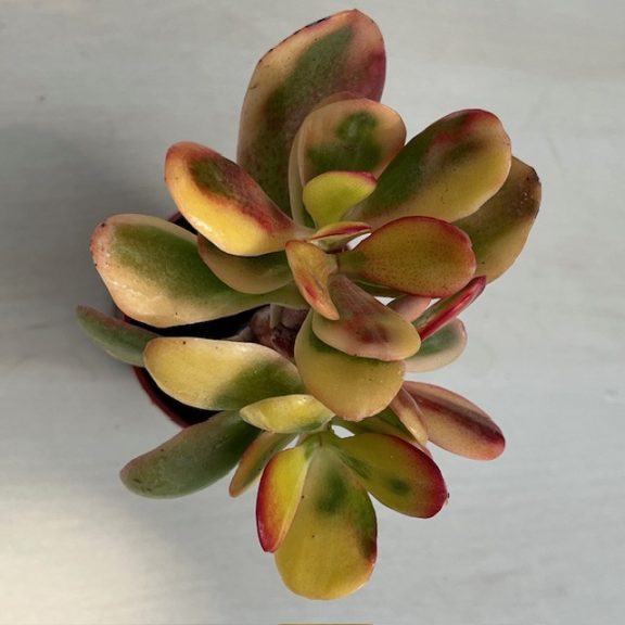 Crassula ovata variegata