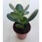 Crassula ovata - Pozsgafa