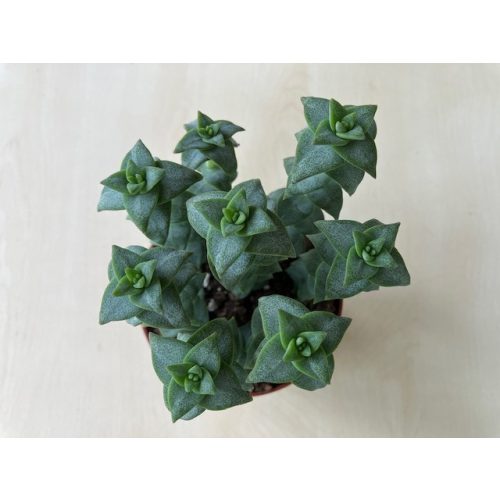 Crassula perforata XL