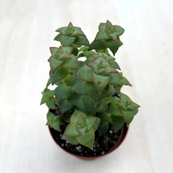 Crassula perforata nagyobb Crassula perforata nagyobb