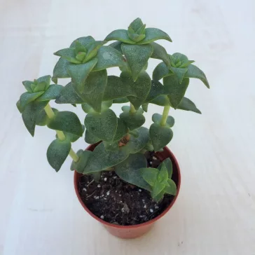 Crassula perforata nagyobb