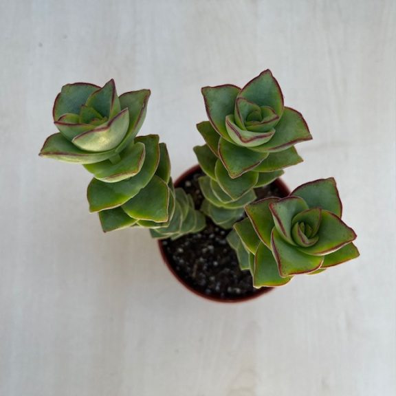 Crassula perforata 'Giant form'