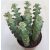 Crassula perforata 'Variegata' 11 cm cserépben