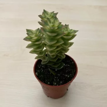 Crassula perforata 'Variegata'