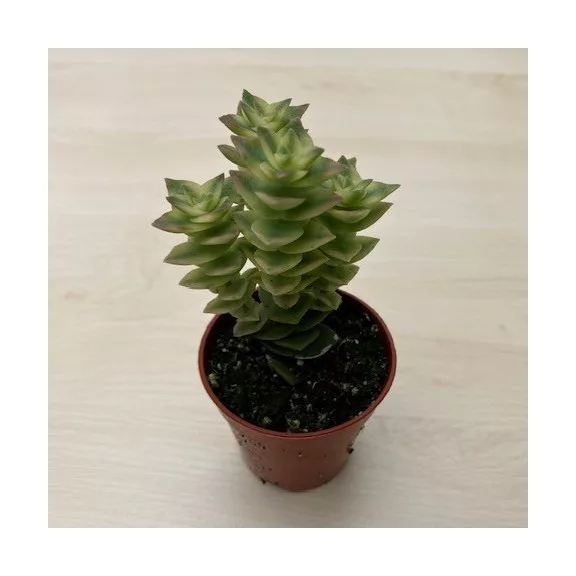 Crassula perforata 'Variegata'