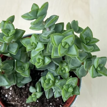 Crassula rupestris