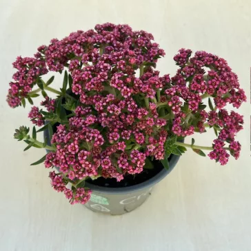 Crassula exilis subsp. schmidtii ELVIRÁGZOTT!