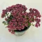 Crassula exilis subsp. schmidtii ELVIRÁGZOTT!