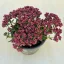 Crassula exilis subsp. schmidtii ELVIRÁGZOTT!
