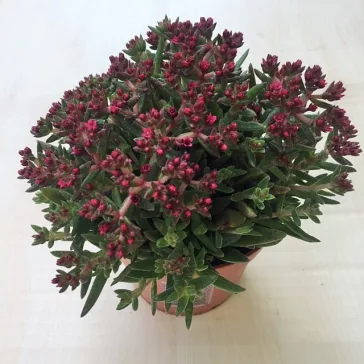 Crassula exilis subsp. schmidtii ELVIRÁGZOTT!