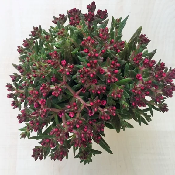 Crassula exilis subsp. schmidtii ELVIRÁGZOTT!