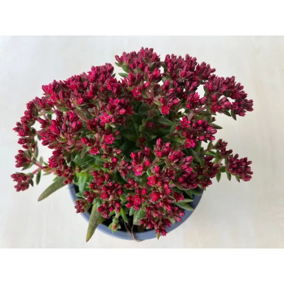 Crassula exilis subsp. schmidtii ELVIRÁGZOTT!
