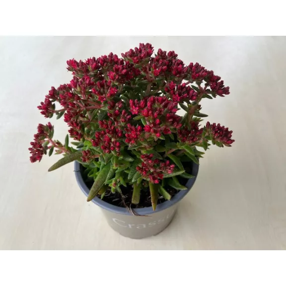 Crassula exilis subsp. schmidtii ELVIRÁGZOTT!