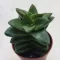 Crassula springtime