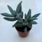 Crassula mesembryanthemoides 'Tenelli'