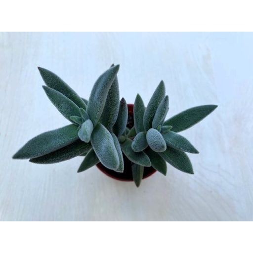 Crassula mesembryanthemoides 'Tenelli'