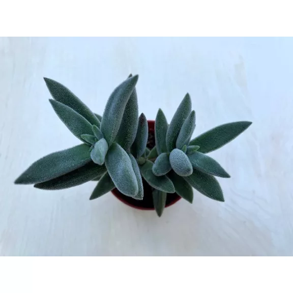 Crassula mesembryanthemoides 'Tenelli'