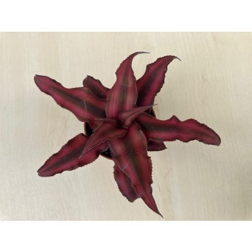 Kétsávos levélcsillag 'Red Star'