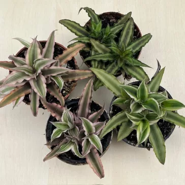 Kétsávos levélcsillag - Cryptanthus bivittatus nagyobb