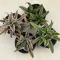 Kétsávos levélcsillag - Cryptanthus bivittatus nagyobb