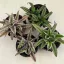Kétsávos levélcsillag - Cryptanthus bivittatus nagyobb
