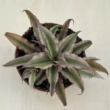 Kétsávos levélcsillag - Cryptanthus bivittatus nagyobb