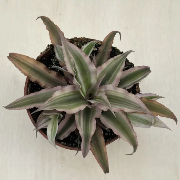 Kétsávos levélcsillag - Cryptanthus bivittatus nagyobb