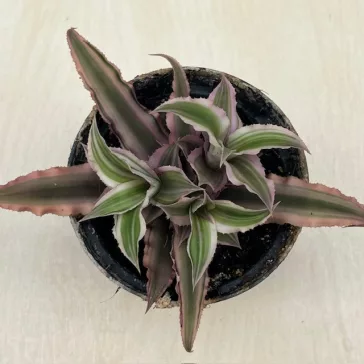 Kétsávos levélcsillag - Cryptanthus bivittatus nagyobb
