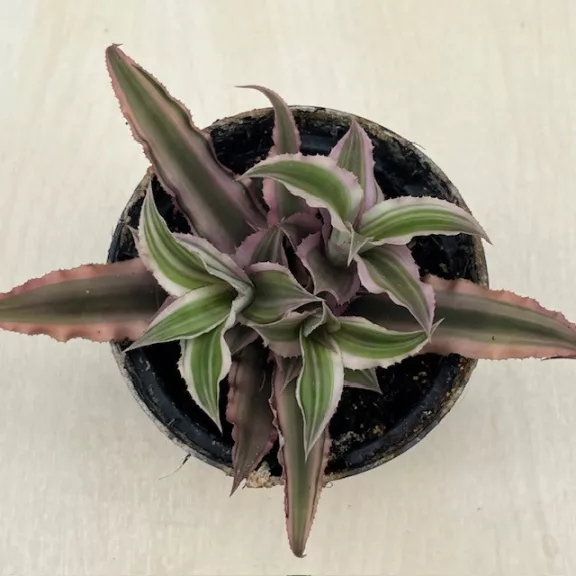 Kétsávos levélcsillag - Cryptanthus bivittatus nagyobb