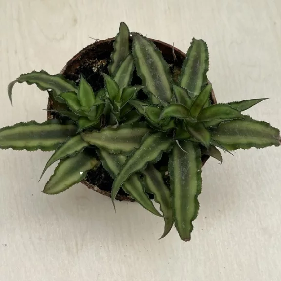 Kétsávos levélcsillag - Cryptanthus bivittatus nagyobb