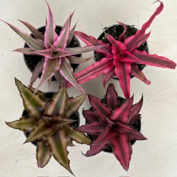   Kétsávos levélcsillag - Cryptanthus bivittatus többféle színben