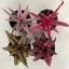 Kétsávos levélcsillag - Cryptanthus bivittatus többféle színben