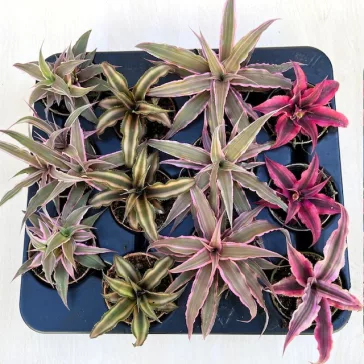   Kétsávos levélcsillag - Cryptanthus bivittatus többféle színben