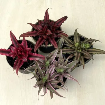   Kétsávos levélcsillag - Cryptanthus bivittatus többféle színben