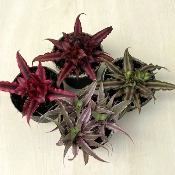 Kétsávos levélcsillag - Cryptanthus bivittatus többféle színben